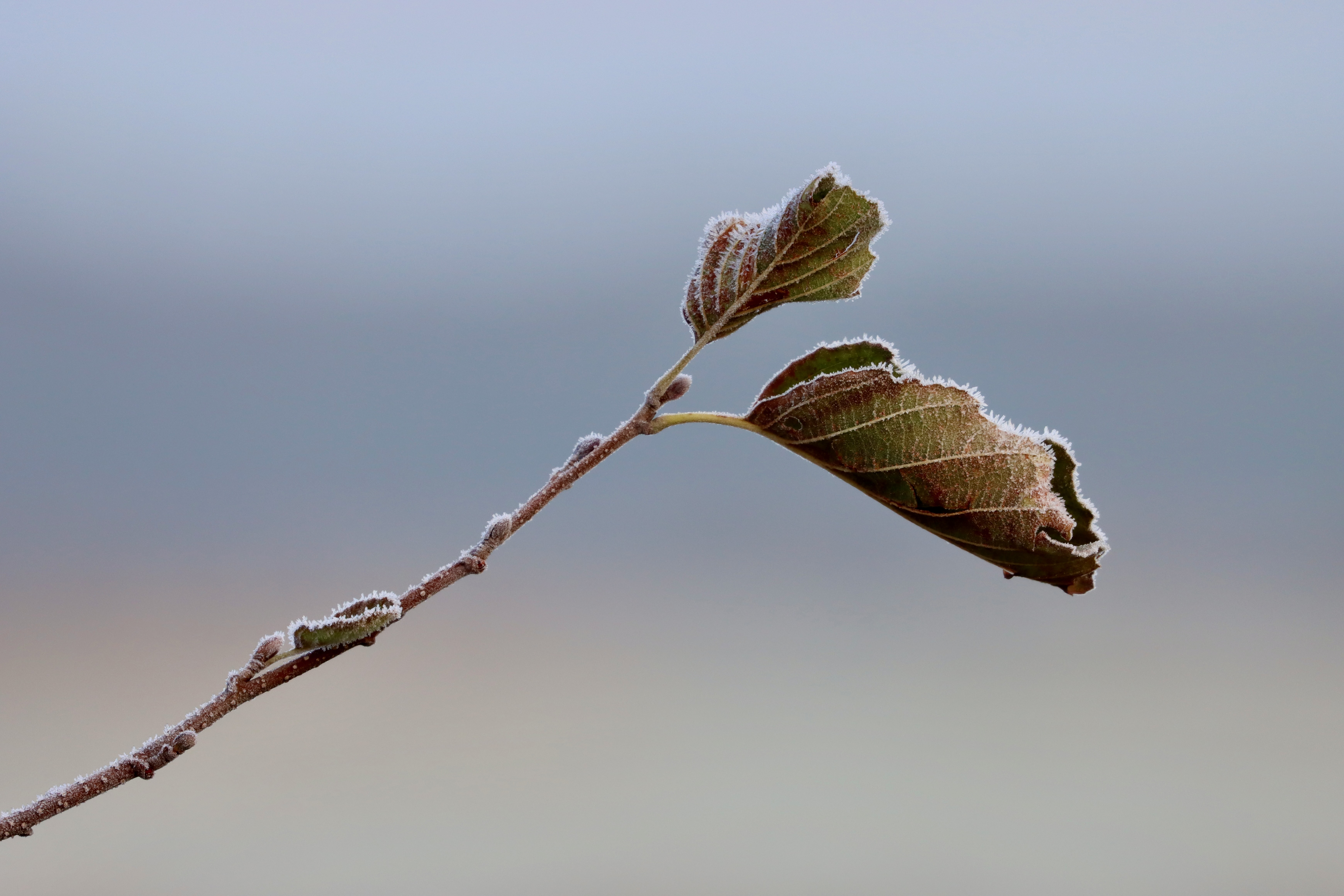 Berijpte bladeren in ochtendlicht